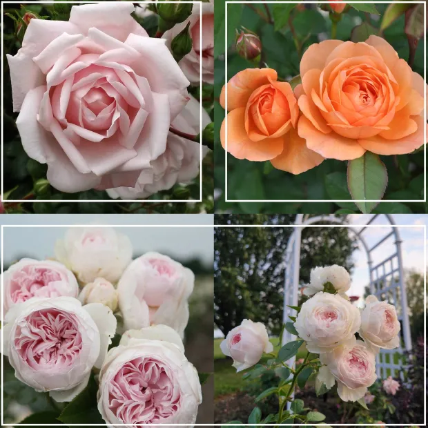 Cottage Garden Collection