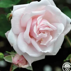 Cottage Garden Collection