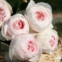 Cottage Garden Collection