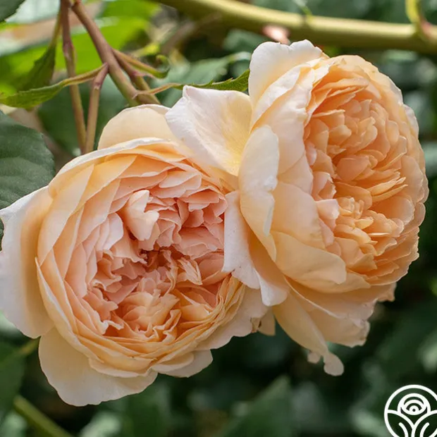 Crown Princess Margareta®