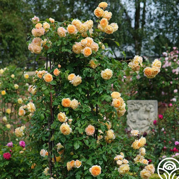 Crown Princess Margareta®