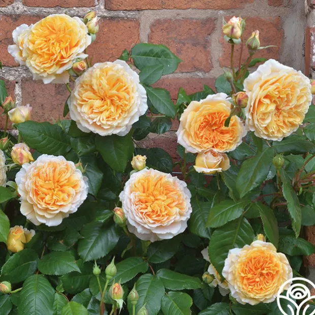 Crown Princess Margareta®