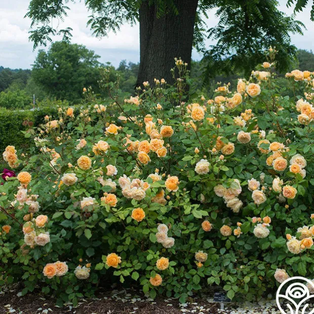 Crown Princess Margareta®