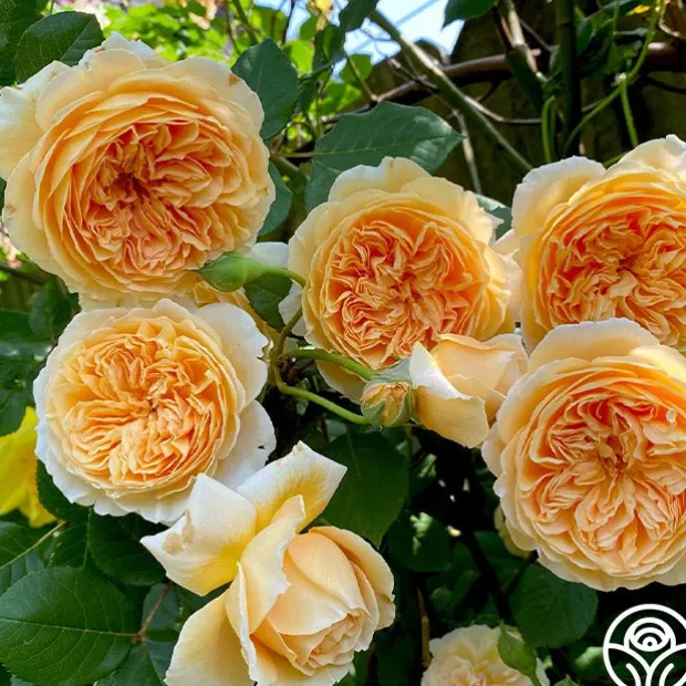 Crown Princess Margareta®