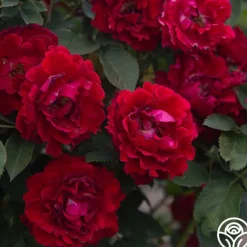 Dancing in the Dark™