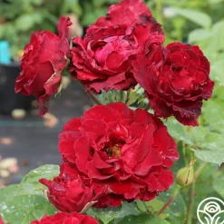 Dancing in the Dark™