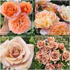 Desert Tones Bouquet Collection