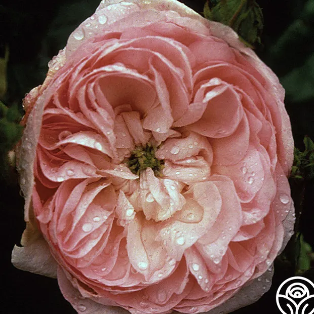 Duchesse de Montebello