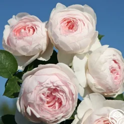 Easy-To-Grow Collection