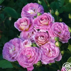 Easy-To-Grow Collection II