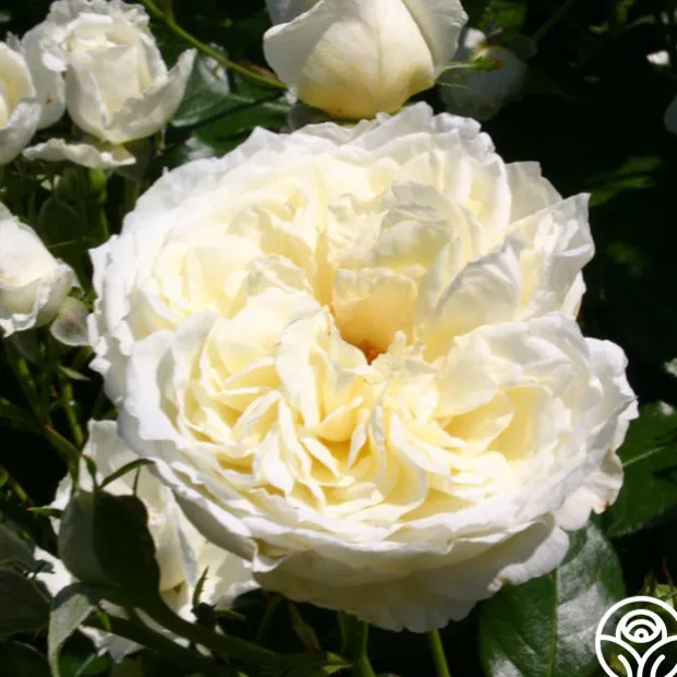 Easy-To-Grow Collection II