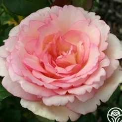 Easy-To-Grow Collection II