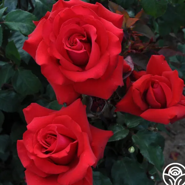 Eleganza® Grande Amore