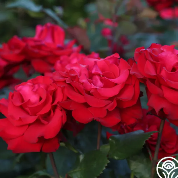 Eleganza® Grande Amore