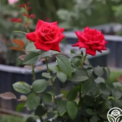 Eleganza® Grande Amore