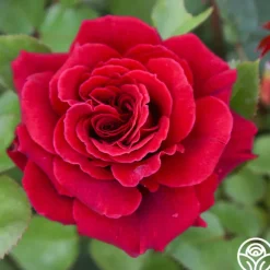 Eleganza® Gypsy Soul