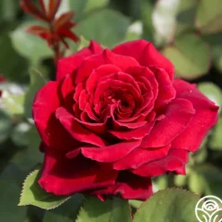 Eleganza® Gypsy Soul