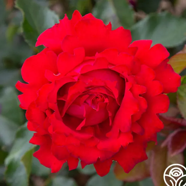 Eleganza® Heart Song™