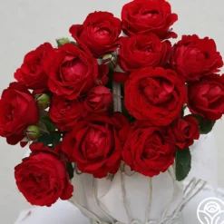 Eleganza® Heart Song™