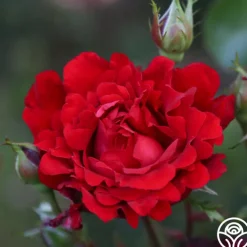 Eleganza® Heart Song™