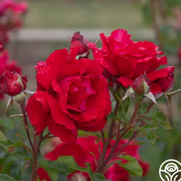 Eleganza® Heart Song™