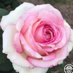 Eleganza® Pink Enchantment®