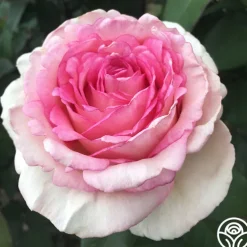 Eleganza® Pink Enchantment®