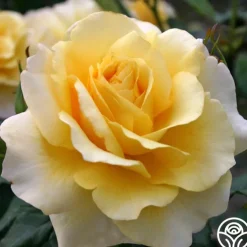 Eleganza® Sunny Sky