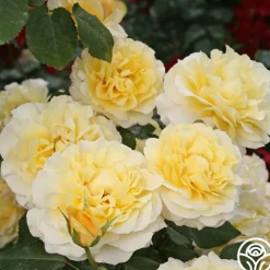 Eleganza® Sunny Sky