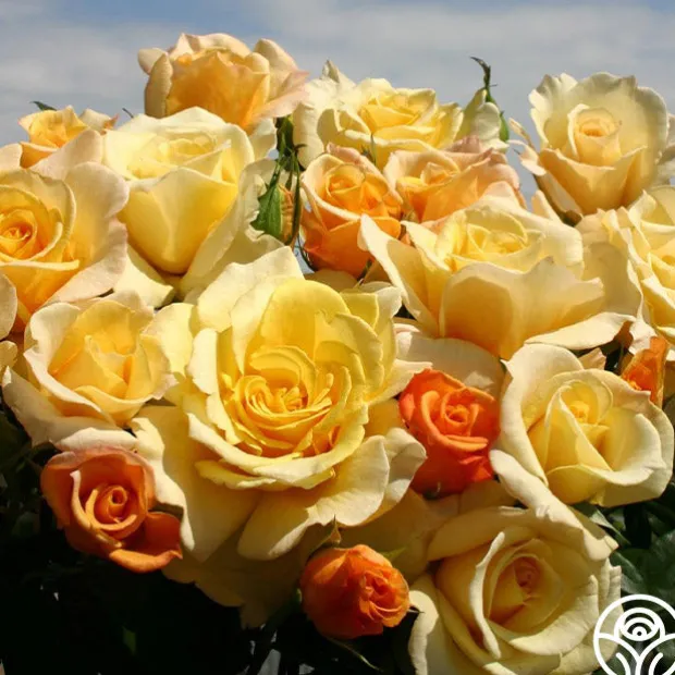 Eleganza® Sunny Sky