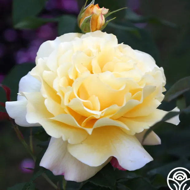 Eleganza® Sunny Sky