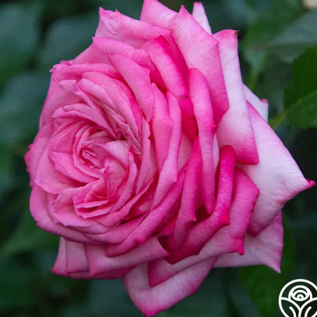 Eleganza® Wedding Bells™