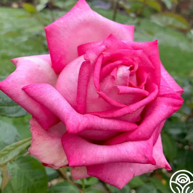 Eleganza® Wedding Bells™