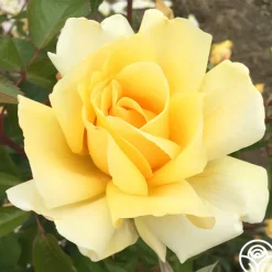 Eleganza® Winter Sun