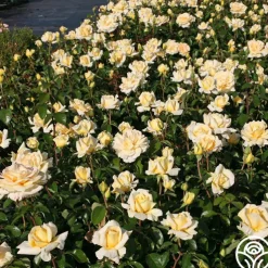 Eleganza® Winter Sun