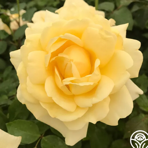 Eleganza® Winter Sun