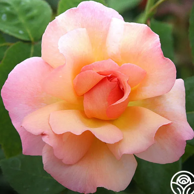 English Roses Collection