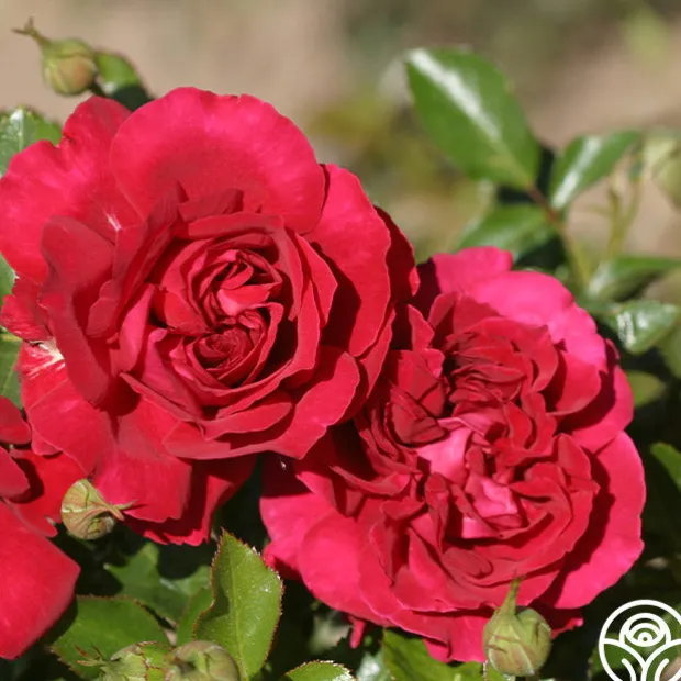 English Roses Collection