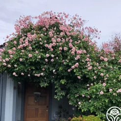 Everblooming Cl Cécile Brünner™