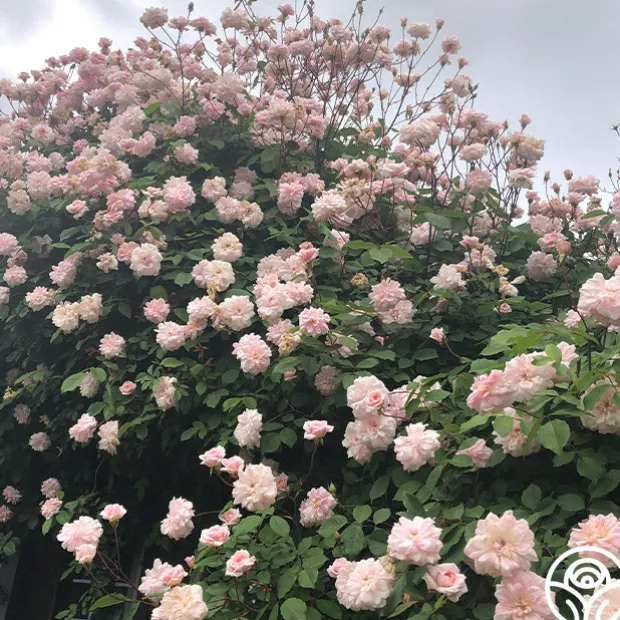 Everblooming Cl Cécile Brünner™