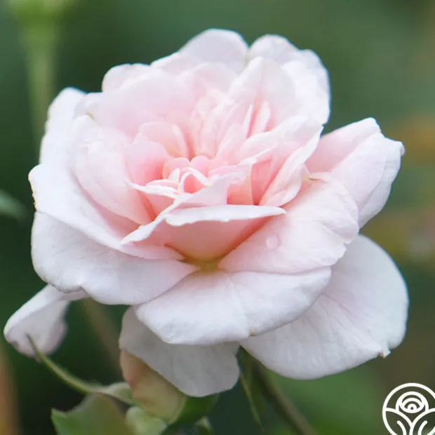 Everblooming Cl Cécile Brünner™