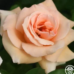 Everest Double Fragrance™