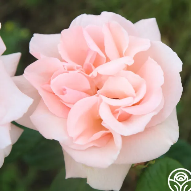 Everest Double Fragrance™