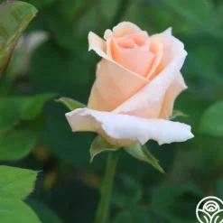 Everest Double Fragrance™