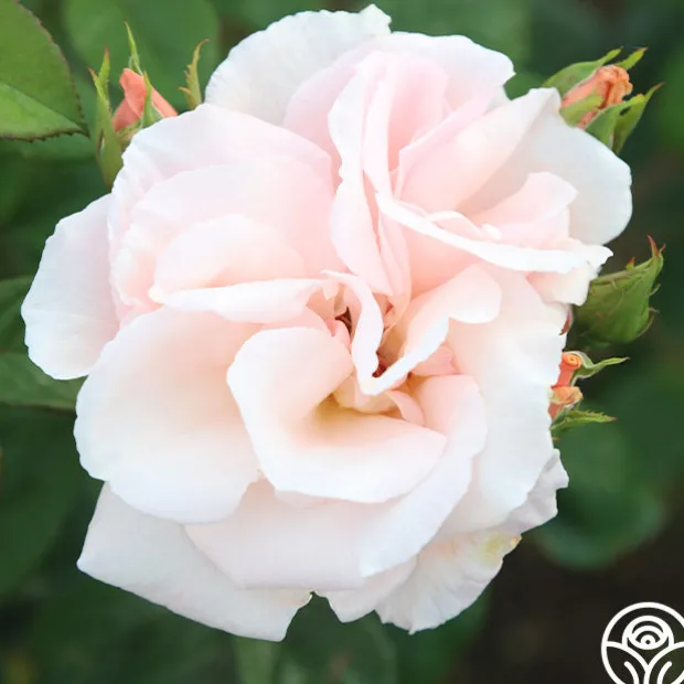 Everest Double Fragrance™