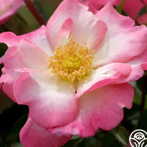 Fashion Statement™