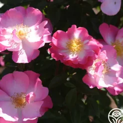 Fashion Statement™