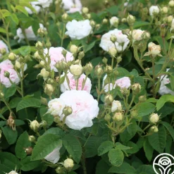 Félicité Parmentier