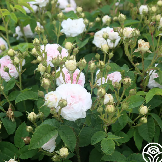 Félicité Parmentier