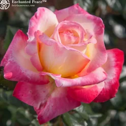 Fragrant Favorites Collection